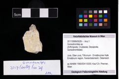 Foto (Objekt + Etikett) von Goniodromites sp.  (NHMW-GEO-2017-0089-0029)